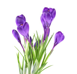 Beautiful violet crocus flowers isolated on white background. Full depth of field.