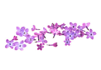 Beautiful blossoming lilac flowers on a white background