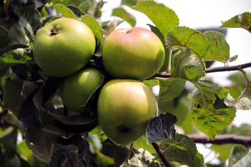 Cooking apples growing on a tree
