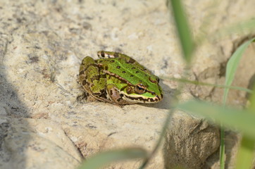 Grenouille verte (Rana esculenta)