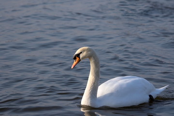 Fototapeta premium Höckerschwan