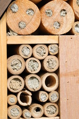 Insects hotel