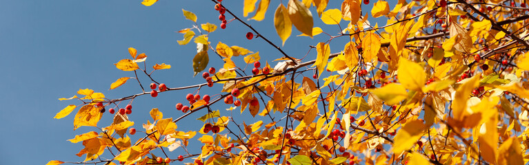 Yellow and red leaves of tree against blue sky. Beautiful sunny weather in fall.