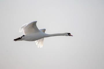 Höckerschwan