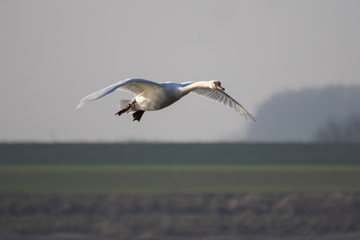 Höckerschwan
