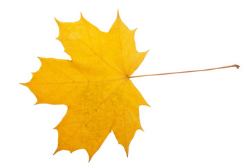 Bright autumn maple leaf on a white background. Autumn maple leaf isolated on white background