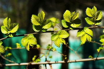 Background from green Fir tree branch. Fluffy young