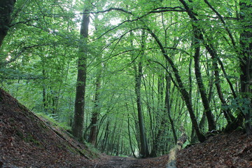 chemin en foret, ardennes