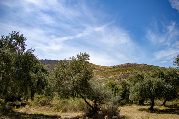 Fototapeta premium Greece nature