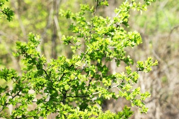 Obraz premium Mysterious path full of roots in the middle of wooden