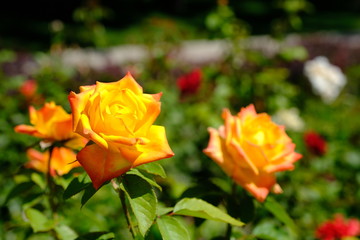  Blooming rose in the park for your design
