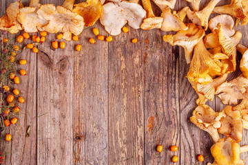 Frame from chanterelles and sea buckthorn with pine cones on wooden background. Autumn concept. Copy space