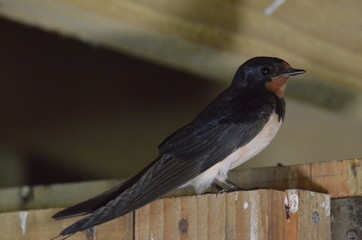 Hirondelle rustique (Hirundo rustica) 