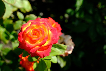  Blooming rose in the park for your design