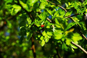 Background from green Fir tree branch. Fluffy young