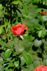  Blooming rose in the park for your design