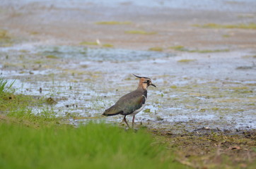 Vanneau huppé (Vanellus vanellus)