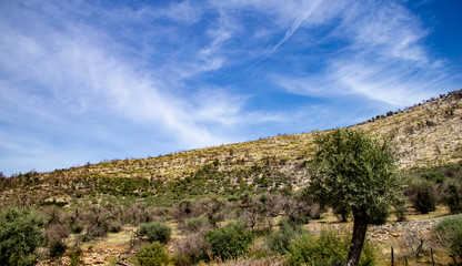 Fototapeta na wymiar olive groves in thassos