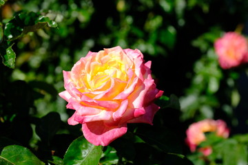  Blooming rose in the park for your design