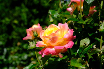  Blooming rose in the park for your design