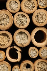 Insects hotel