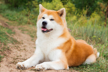 Male purebred Japanese dog Akita inu