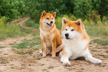 Two Japanese dogs: Akita inu and Shiba inu