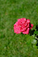  Blooming rose in the park for your design