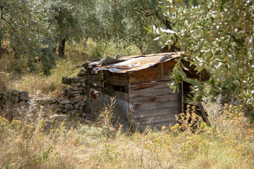 abandoned old hut in the trees