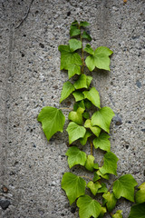 ivy on the wall