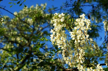 Acacia tree flowers blooming in the spring. Acacia flowers branch