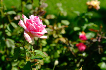  Blooming rose in the park for your design