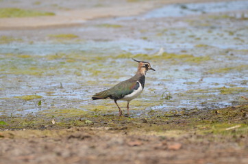 Vanneau huppé (Vanellus vanellus)