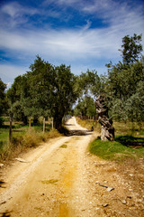 Fototapeta na wymiar lonely road in the olive groves