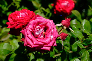  Blooming rose in the park for your design
