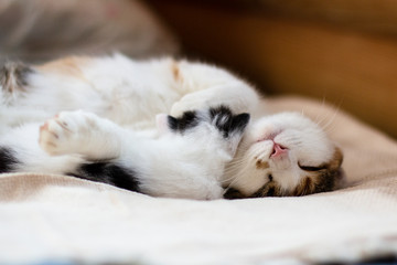 tri-colour pedigree pet cat sleeps with her kitten