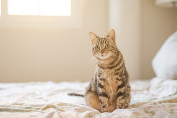 Beautiful short hair cat lying on the bed at home