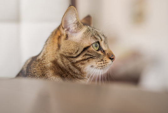 Cute short hair at the garden sittion on a chair outdoors, playing outside on a sunny day