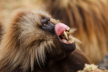 gelada baboon male portrait looking up to his opponent  - Simien Mountains - Ethiopia