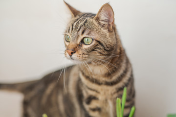 Beautiful short hair cat playing with plants at the garden on a sunny day at home