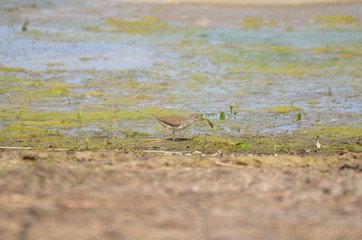 chevalier guignette (Actitis hypoleucos) 