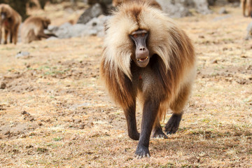 gelada baboon male walking  - Simien Mountains National Park - in the North of Ethiopia
