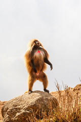 gelada baboon male standing on a rock and showing his dominance - Simien Mountains - Ethiopia