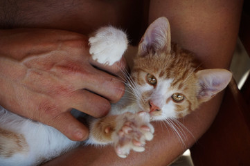 baby cat © Stefan