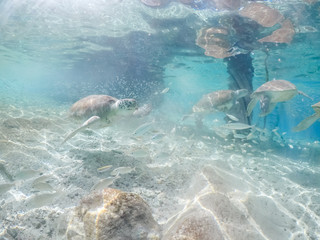Fototapeta premium Underwater views around the pier at Westpunt, Curacao with trutles and pelicans