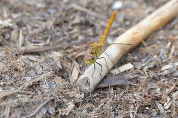 Orthétrum bleuissant (Orthetrum coerulescens)
