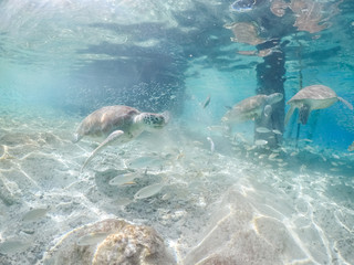 Fototapeta premium Underwater views around the pier at Westpunt, Curacao with trutles and pelicans