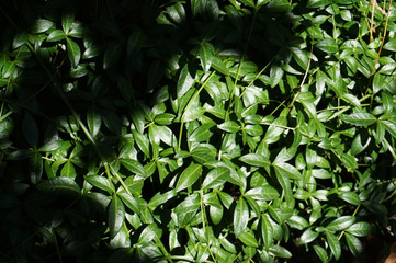 green leaves