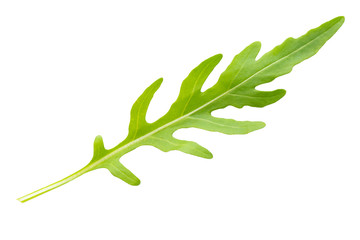 fresh arugula leaf on a white background