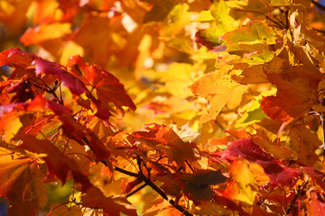 Autumn leaves background